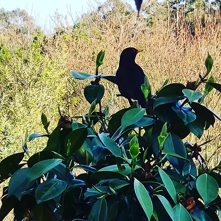 Casa de Férias Quinta Jr - Carregal (Vouzela)