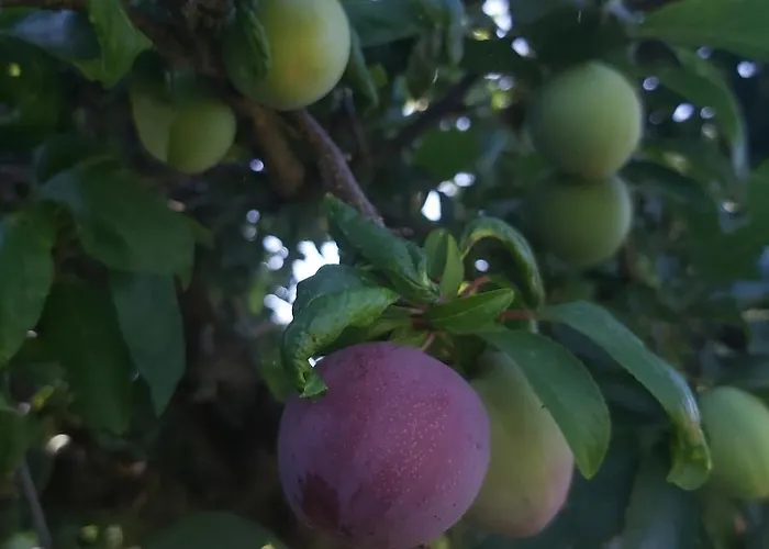 Quinta Jr - بيت للعطل *